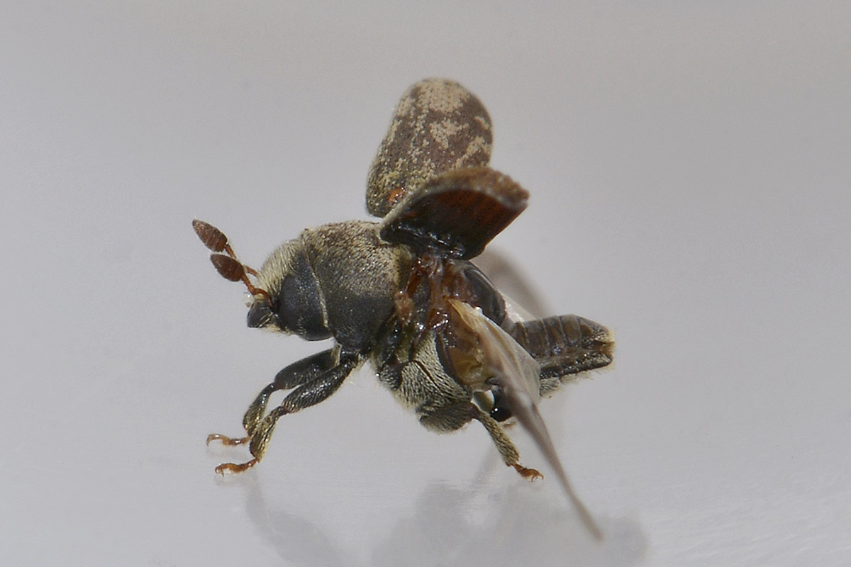 Hylesinus fraxini?